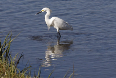 Snowy Egret