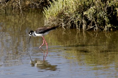 Black-necked Stilt