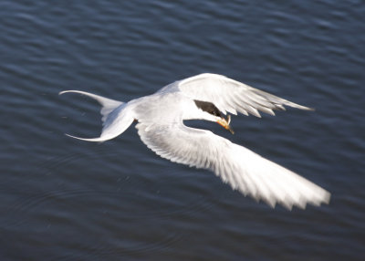 Forster's Tern