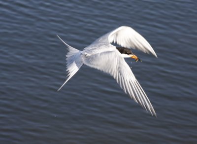 Forster's Tern