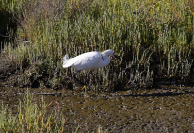 Snowy Egret