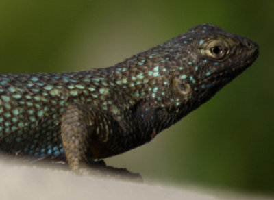 Lizard - Blue-ish