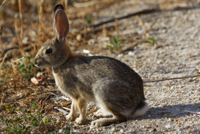 Peter Cotton Tail