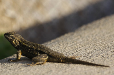 Lizard
