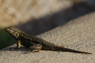 Lizard