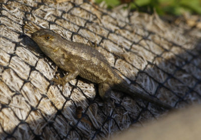 Lizard