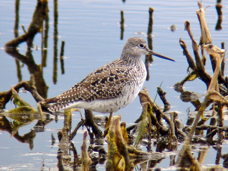 Greater Yellowlegs