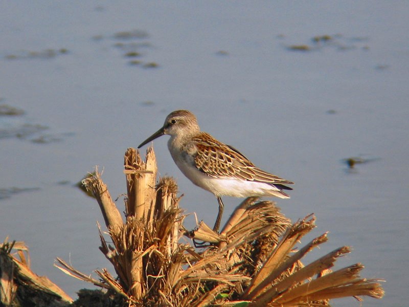 Western Sandpiper