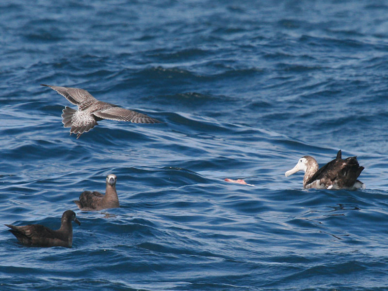 Wandering Albatross