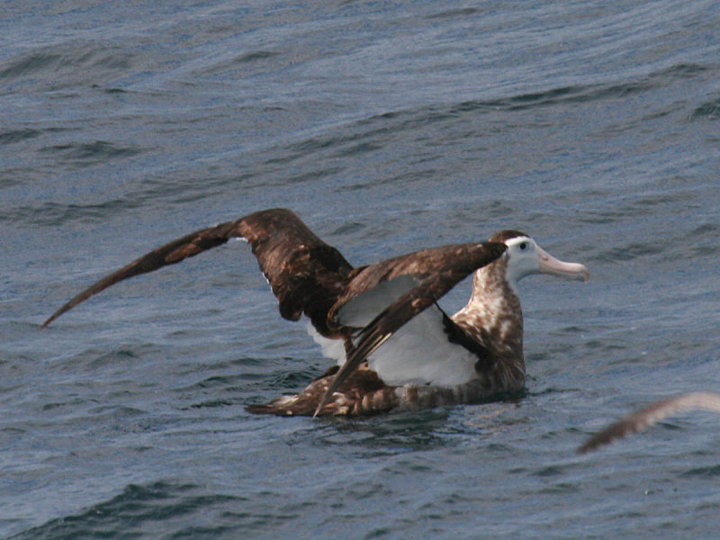 Wandering Albatross