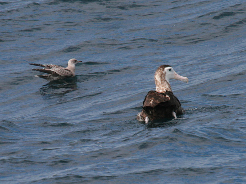 Wandering Albatross