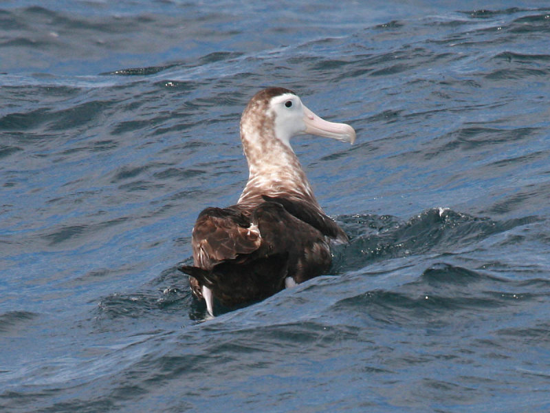 Wandering Albatross