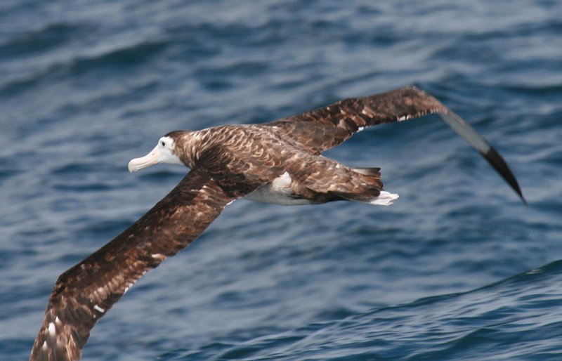 Wandering Albatross