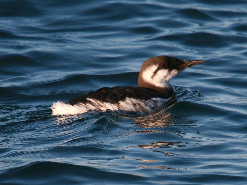 Common Murre