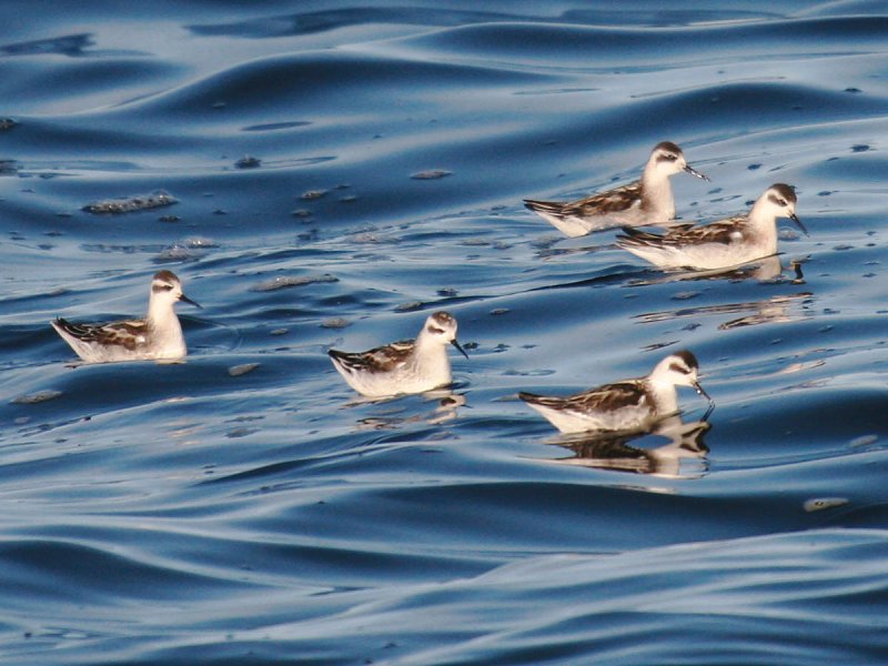 Red-necked Phalarope