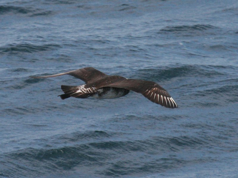 Pomarine Jaeger