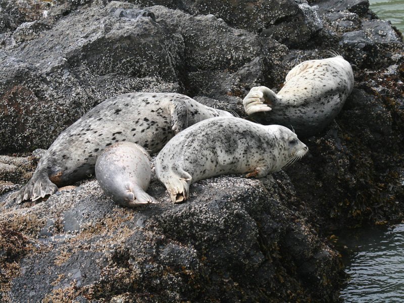 Harbor Seal