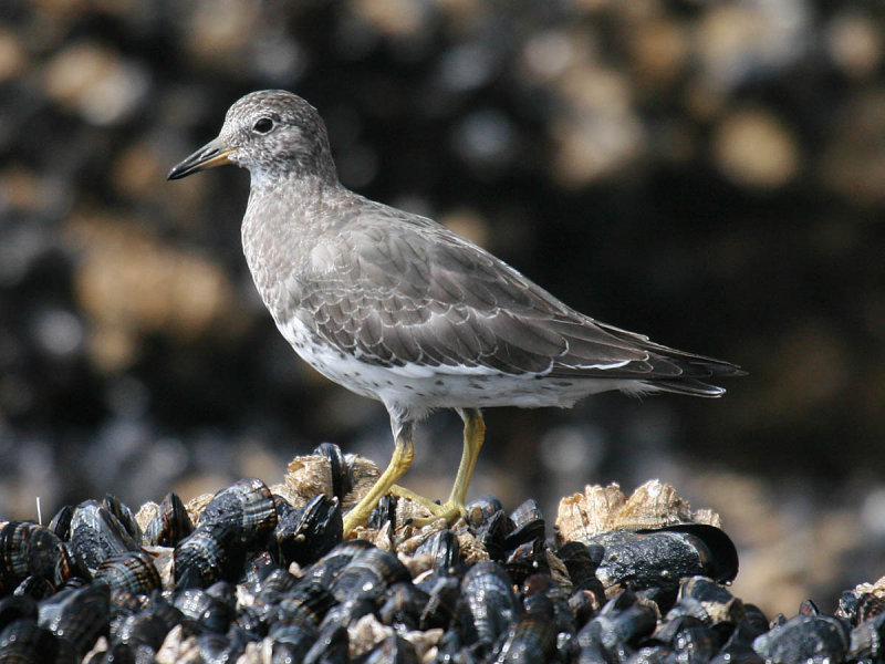 Surfbird