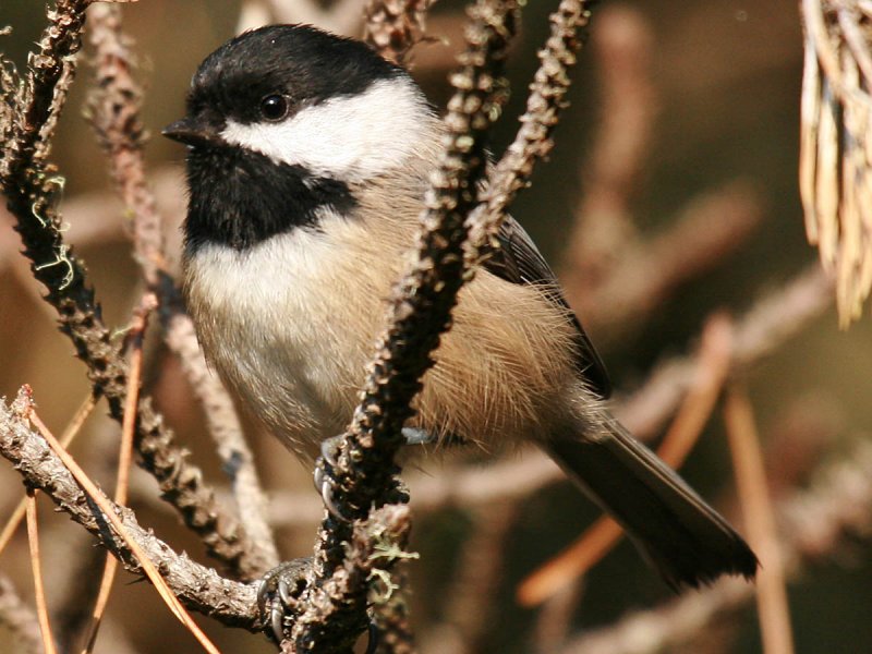 Black-capped Chickadee