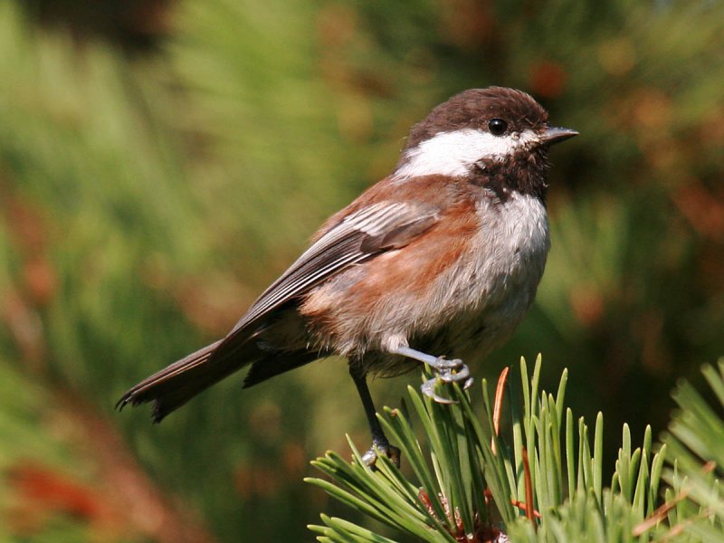 Chestnut-backed Chickadee