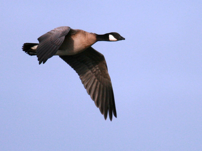Cackling Goose