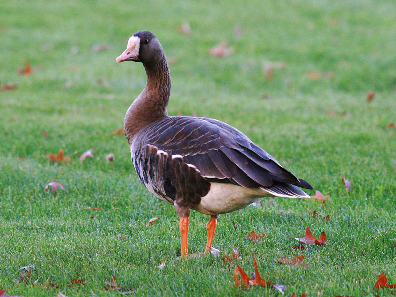 Greater White-fronted Goose