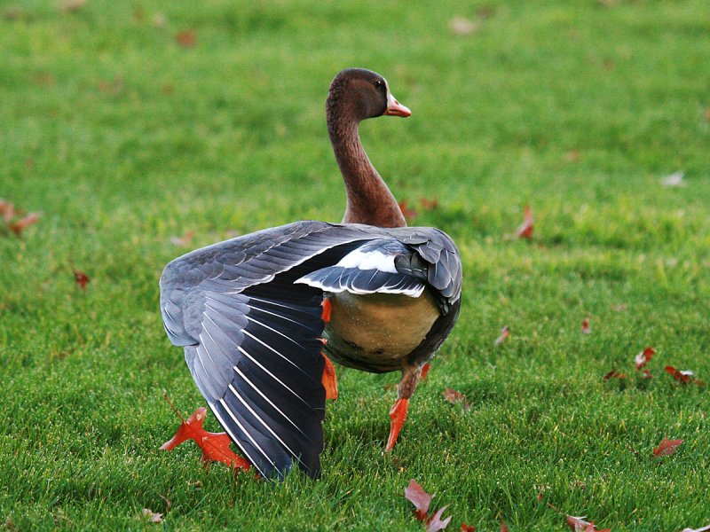 Greater White-fronted Goose