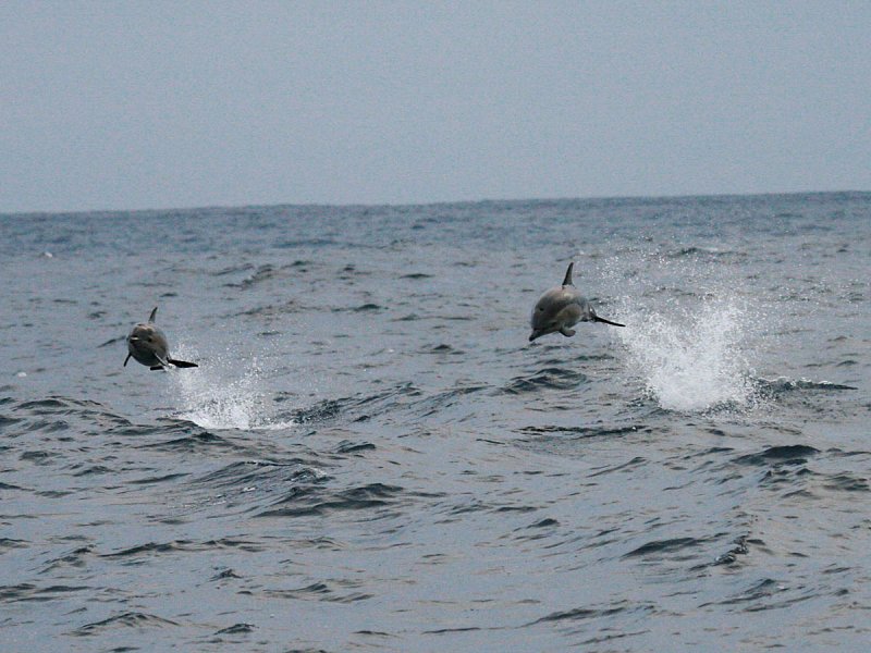 Short-beaked Common Dolphin