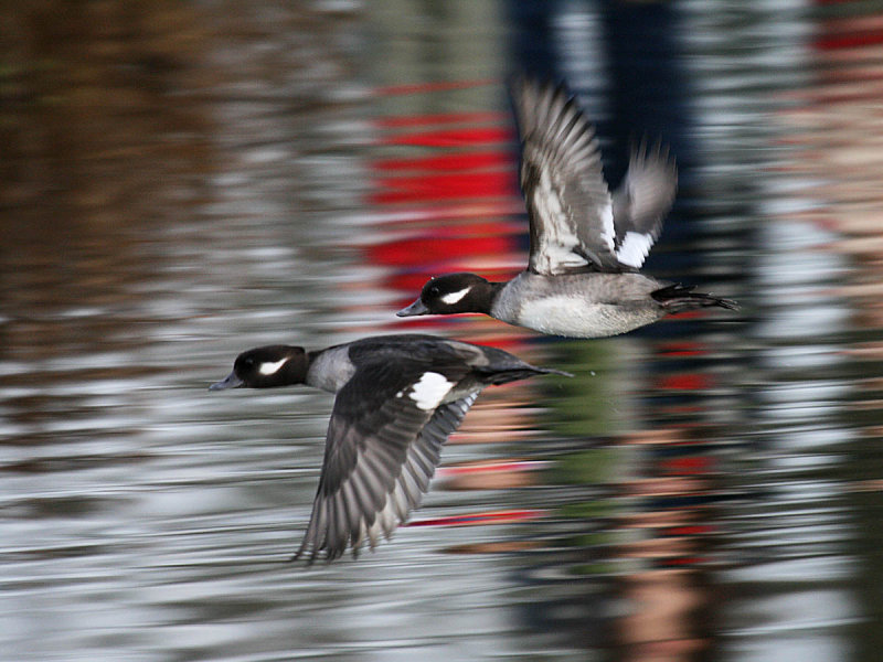 Bufflehead