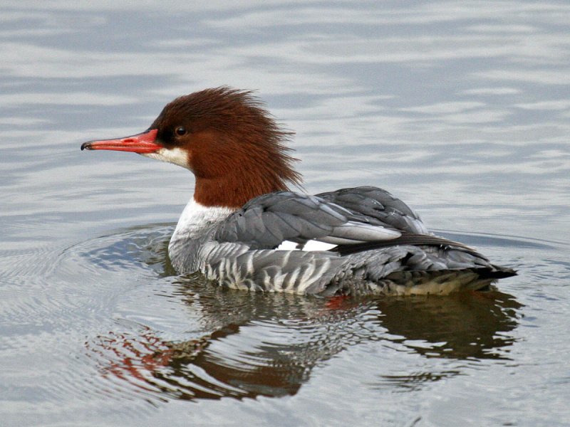 Common Merganser