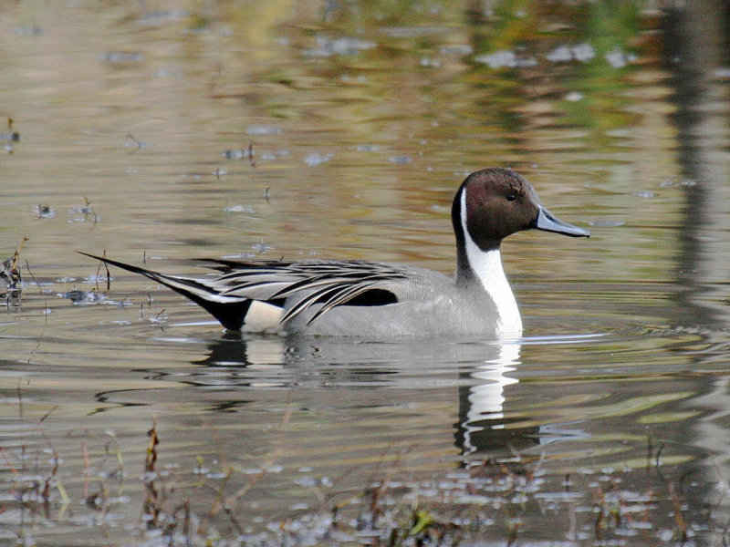 Northern Pintail