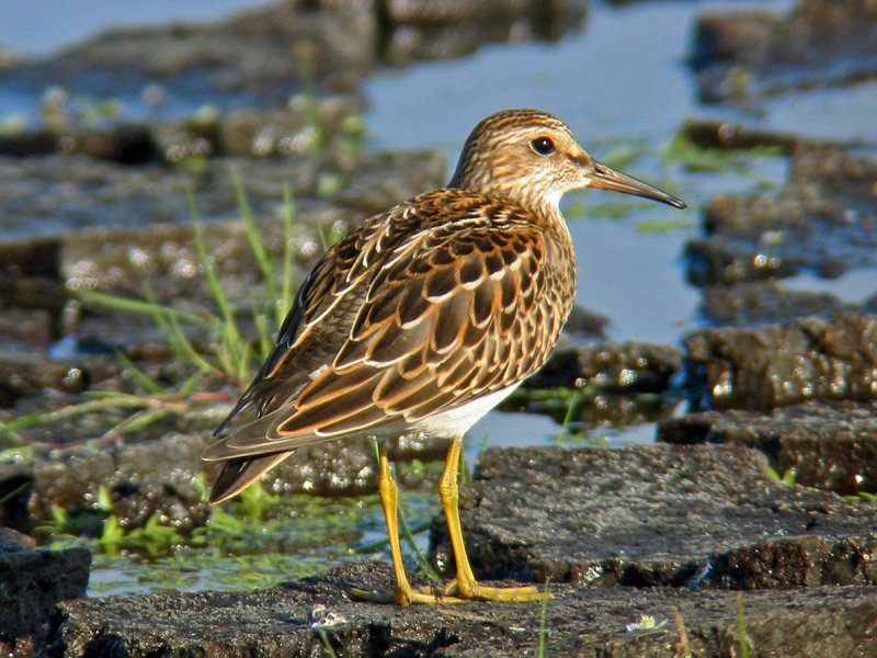 Pectoral Sandpiper