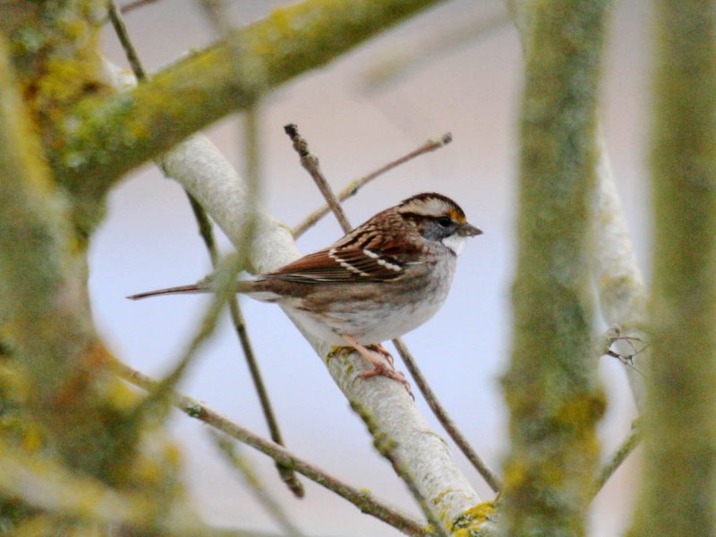 White-throated Sparrow