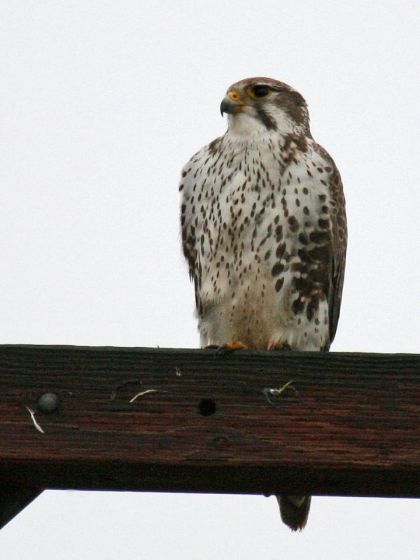 Prairie Falcon