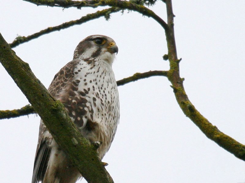 Prairie Falcon