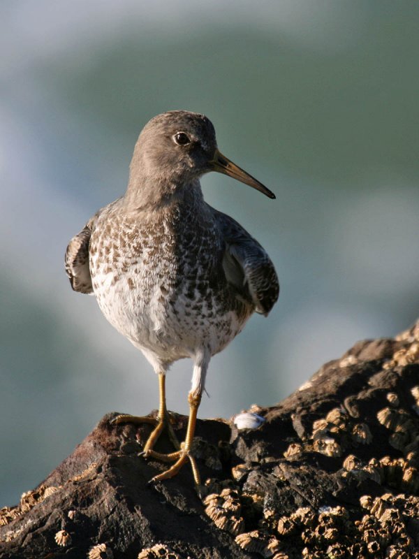 Rock Sandpiper