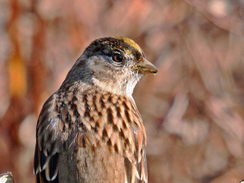Golden-crowned Sparrow