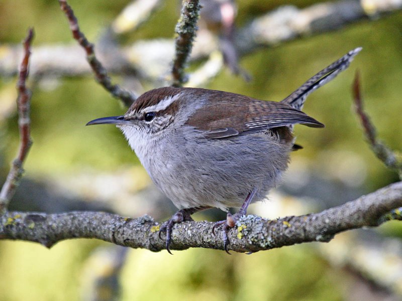 Bewicks Wren
