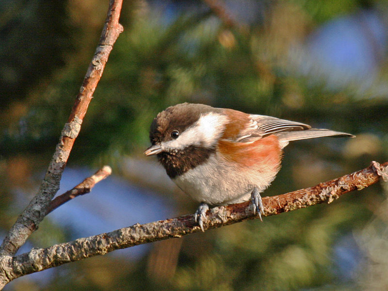 Chestnut-backed Chickadee