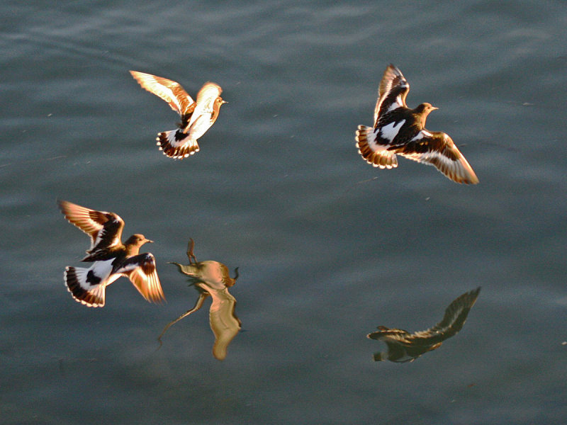 Black Turnstone