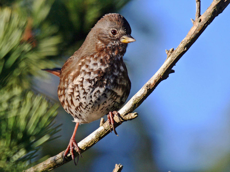 Fox Sparrow