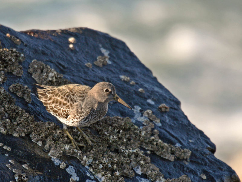 Rock Sandpiper