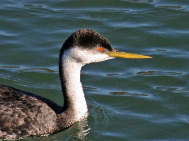 Western Grebe