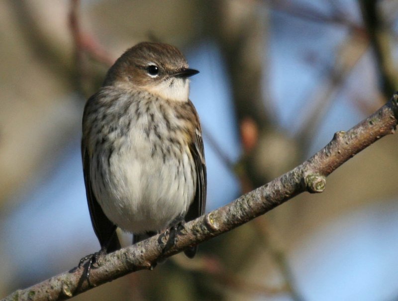 Yellow-rumped Warbler