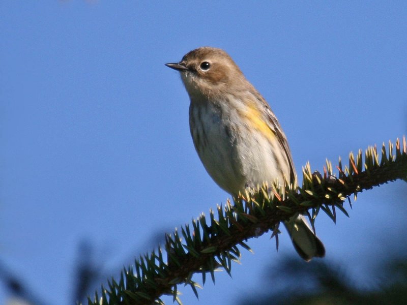 Yellow-rumped Warbler