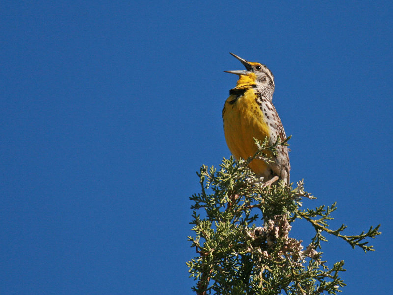 Western Meadowlark