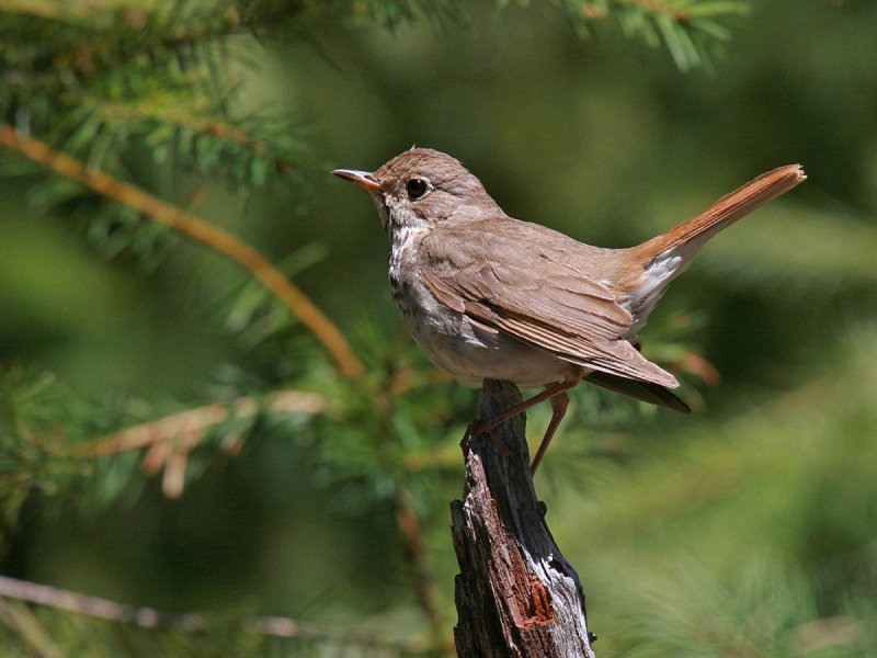 Hermit Thrush