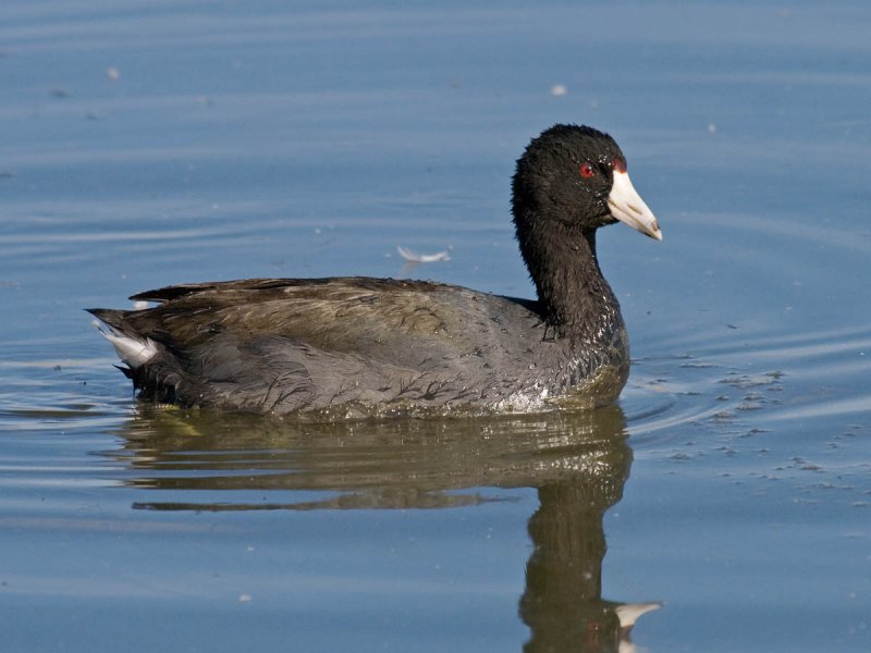 American Coot