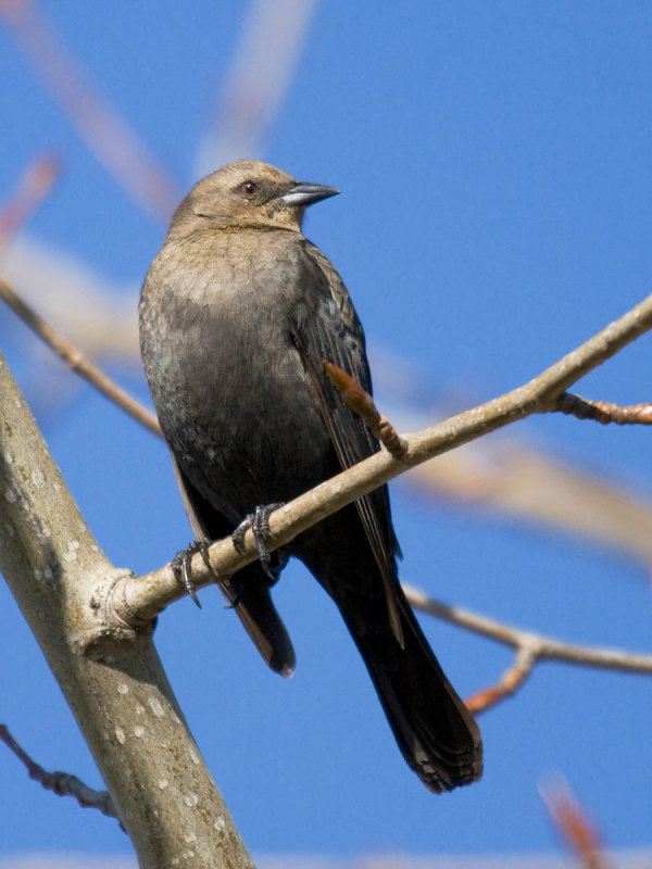 Brewers Blackbird
