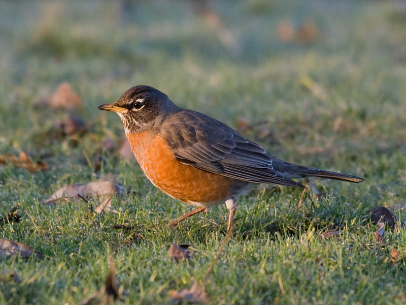 American Robin